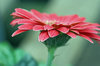 Beautiful Flower