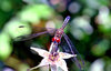 Dragongly Series 4