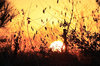 Sunset 1-8-09
