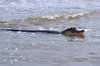 American Alligator