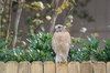 Red Tailed Hawk