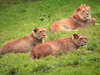 lions