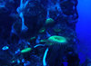 coral