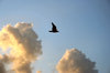 Fly High