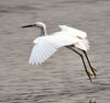 Snowy Egret Landing