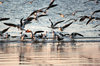 Morning Gulls