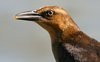 Grackle