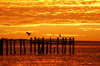 Pelican in Red Sunrise