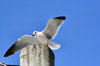 Gull Landing