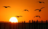 Sunrise with Seagulls