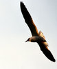 Seagull