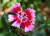 Pink & Red Flower
