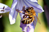 Bee Standing Upright