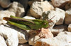 Grasshopper