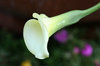 White Flower with Dew