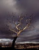 Dead Tree 2