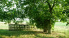 Tree and fence