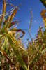 Corn field 1