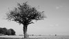 Isolated tree 2