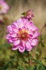 Flower 2