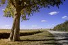 Tree on a sunny day