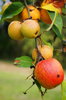 Apple(s) 4