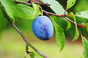 Plum