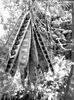 Seed pods