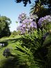 Purple flowers