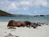 Beached
