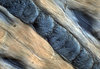 Biological Texture 1