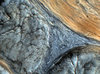 Biological Texture 5