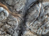 Biological Texture 4