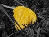 Autumn Colors