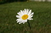 Summer Daisy 1