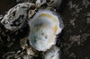 Oysters 3