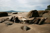 Driftwood 1