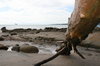 Driftwood 5