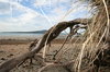 Driftwood 2