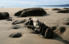 Driftwood 6