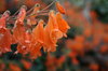 Red Bell Flowers