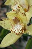 Orchids 1