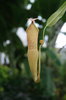 Pitcher Plant