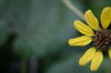 Yellow Flower 2