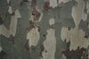 Eucalyptus Bark Texture 1