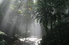 Mystical Path 1