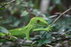 Gecko