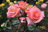 Roses 1