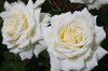 Roses 2