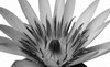 Water Lily